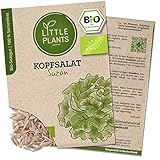 Litte Plants BIO Kopfsalat Samen, 180 Salatsamen, hohe Keimrate, 100%...