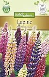 Chrestensen Lupine 'Prachtmischung'