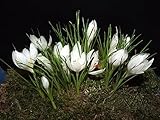 Krokuszwiebeln : Krokus Crocus speciosus album Weißer Herbstkrokus 5...