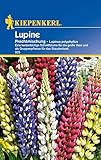 Kiepenkerl 925 Lupine Prachtmischung (Lupinensamen)