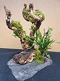 Wurzel für Aquarium Garnelenbäumchen Moorwurzel Aquarium Wurzel Bonsai ca.20...