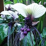 Tacca integrifolia Weiß Bat Blumensamen zieht Schmetterlinge Rare Unique (5)