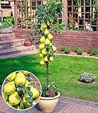 BALDUR Garten Befruchter-Sorte Birnen 'Conference', 1 Pflanze, Pyrus communis...