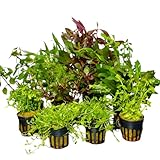 Aquariumpflanzen-Set, 5 Töpfe, gemicht für Vorder-, Mittel-, und Hintergrund,...