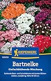 Kiepenkerl Bartnelkensamen Einfachblühende Mischung 1016150 - Blumensamen...