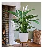 BALDUR Garten Spathiphyllum | Einblatt|im 55-65 cm hoch, 1 Pflanze,...