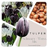 Tulpen Zwiebeln (50 Stück) - Farbmix Schwarz u. Weiss - Blumenzwiebeln -...