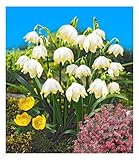 BALDUR Garten Märzbecher Leucojum, 24 Zwiebeln, Blumenzwiebeln, winterhart,...