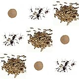 AntHouse Vollständiges Ersatz-Kit für Sand-Ameisenfarm - Ameisen mit Königin...