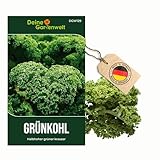 Grünkohl Halbhoher grüner krauser Samen - Brassica oleracea - Grünkohlsamen -...