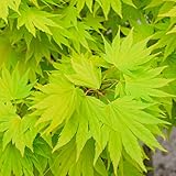 Acer shirasawanum 'Jordan' | Japanischer Ahorn-Laubbaum-Gartenpflanzenbaum im...