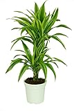 Dracaena deremensis 'Lemon Lime', Drachenbaum, echte Zimmerpflanze grün, 17cm...