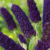 Garten Schlüter - Schmetterlingsflieder Black Knight - Sommerflieder (Buddleja)...