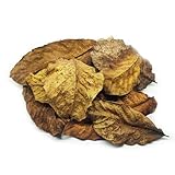 25 STK. Premium Walnussblätter Braun ganz (je 7-15cm) - Laub für Aquarium &...