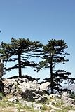 Seedeo Österreichische Schwarzkiefer (Pinus nigra austriaca) 30 Samen