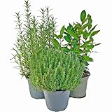 XL Kräuter-Set 'Toscana' echter Lorbeer - Rosmarin - Thymian