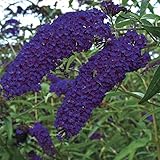 Buddleja davidii Empire Blue 25-30 cm Schmetterlingsflieder Sommerflieder -...