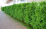 10 Thuja Brabant 80-100cm XXL ohne Topf gemessen frisch vom Feld Gartenhecke...