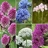 mgc24 Allium Mischung bunter Zierlauch Mix - 50 Blumenzwiebeln