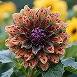 Dahlien zum Anpflanzen,Blütendurchmesser 30 cm,winterharte...