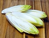 Zichoriensalat Zuckerhut - Endiviensalat - Endive Sugar Loaf - Salate - 500...