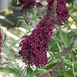 Schmetterlingsflieder BUZZ Wine - Sommerflieder (Buddleja) Pflanze in weinrot...