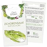 Zichorien Samen: Zichoriensalat Samen zum Anbau von 150 Salat Pflanzen – Salat...