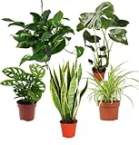 Pflanze Plus | 5er Pflanzenset “EasyCare” | Ø 30–60 cm | Monstera,...