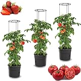 botle 3X Tomatenpflanze Blumentopf für Tomaten Set 3 STK Pflanzkübel 28 L,...