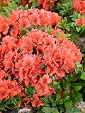 Rhododendron obtusum 'Geisha Orange' 30–40 cm – WINTERHART, IMMERGRÜN,...