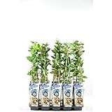 Sibirische Blaubeere Honigbeere Lonicera caerulea kamtschatica, ca. 30 cm –...