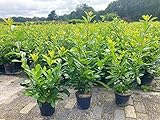 5st. Kirschlorbeer Novita 90-120cm im 3L Topf Buschig XXL Mehrtriebig...