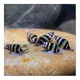 AQ4Aquaristik Raubschnecke, Clea Helena, 5er Set