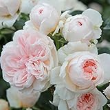 Kletterrose ‘Sabrina ®`ist eine cremeweiß blühende und duftende...