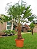 Seltene Palmen Kreuzung Trachycarpus Fortunei/Wagnerianus bis 160 cm. Frosthart...