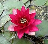 WASSERPFLANZEN WOLFF - Nymphaea 'Perry's Baby Red' fix und fertig im PFLANZKORB...
