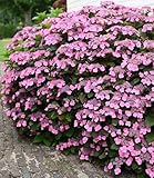 BALDUR Garten Hortensie 'Pink Lace',1 Pflanze, lange Blütezeit,...