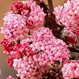 Gardeners Dream Schneeball Pflanze Viburnum Bodnantense 'Dawn' - Sträucher...