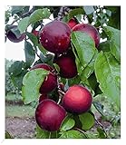 BALDUR Garten Cherrykose®' Kreuzung aus Kirschpflaume & Aprikose, 1 Pflanze,...