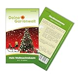Tannenbaum Samen - Nordmanntanne selbst pflanzen - Weihnachtsbaumsamen - Saatgut...