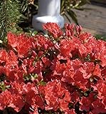 Japanische Azalee Geisha Orange 30-40cm - Rhododendron obtusum - Alpenrose -...