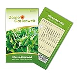 Winter-Kopfsalat Maiwunder Samen - Lactuca sativa - Winter-Kopfsalatsamen -...