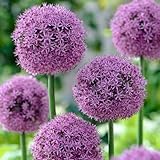 Allium Globemaster (Packung mit 5 Zwiebeln), Riesen Zierlauch Giganteum,...