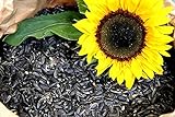 Sonnenblumenkerne Schwarz 25 Kg Futterbauer Neue Ernte 2022 Vogelfutter