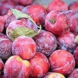 Opal aromatisch süße Pflaume Buschbaum ca. 110-140 cm im Topfballen Unterlage...