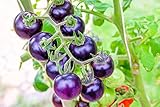 gelbe, rote, schwarze, violette Kirschtomatensamen, purle Tomatensamen werden...