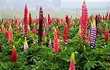 Richtige Samen säen - 2000 Russell Lupine Samen zum Pflanzen - Heirloom...