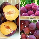 Pflaumenbaum Renklode Althana Obstbaum 80-140 cm, Aromatische Süße Früchte,...