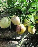 Solanum Pepino Gold 20-40 cm – Süße & Aromatische Melonenbirne | Exotische...