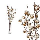 Echte Baumwolle 5 ZWEIGE 55 bis 65cm - 5-7 Blüten pro Baumwollzweig - echte...